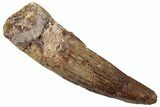 Fossil Spinosaurus Tooth - Real Dinosaur Tooth #318998-1